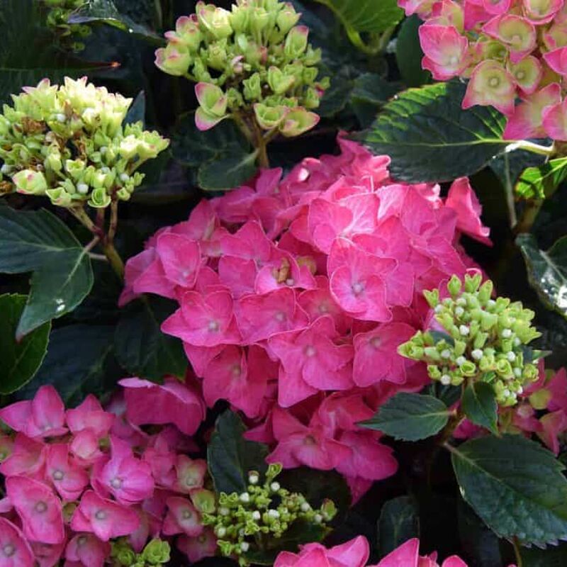 Hydrangea macrophylla 'Ami Pasquier' (H) 30-40 cm